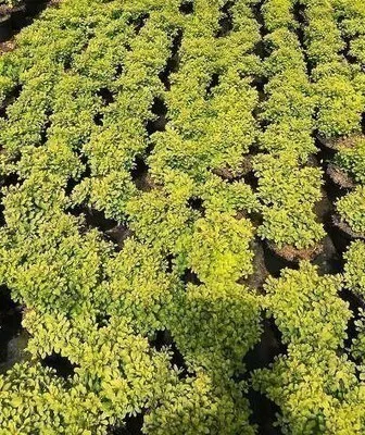 Immagine prodotto di Berberis thunb. 'Tiny Gold'® - Crespino nano giallo Tiny Gold® 20- 25 cm in contenitore