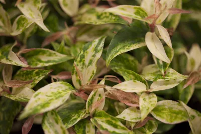 Produktbild von Leucothoe walteri Makijaz 20-30 cm, im Topf, immergrün