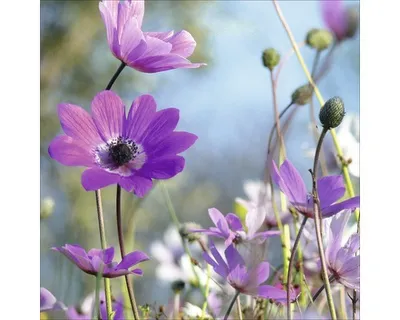 Produktbild von Glasbild Purple Flowers I 20x20 cm