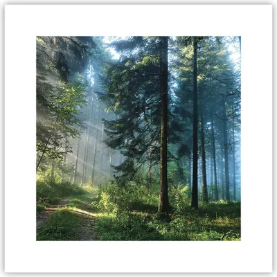 Produktbild von Poster - Poster ohne Rahmen - Wald Dämmerung die Sonne - 30x30 cm - Wand Bild - Wanddeko - Wandbilder - Kunstposter - Wandposter - Bilder - Kunstdruck - Wanddekoration - Wandbild - P2XAC30x30-4398
