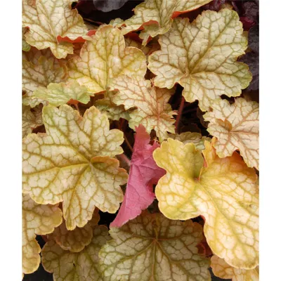 Produktbild von Heuchera "Ginger Ale" - Purpurglöckchen "Ginger Ale" im Topf 12 cm  - 12cm