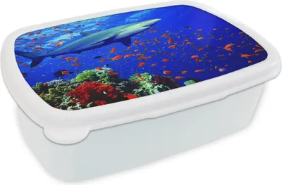Produktbild von KitchenYeah® Lunchbox Brotzeit Brotdose 17x11 cm Hai am Korallenriff Kinder Brotzeitdose - Lunch Box - Kinder - Sandwich-Box - Schulbox - Lunch Boxen