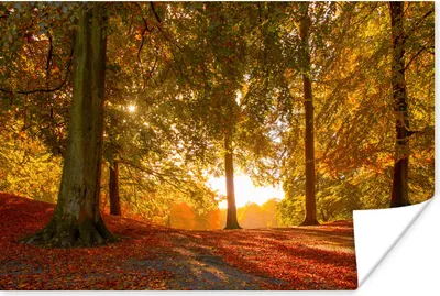 Produktbild von MuchoWow® Poster Herbst - Sonne - Wald 120x80 cm - Bilder