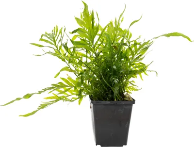 Produktbild von Stoffels Bolbitis heudelotii XL