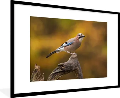 Produktbild von MuchoWow® Gerahmtes Poster Vogel - Zweig - Eichelhäher 90x60 cm - Poster mit Schwarzem Bilderrahmen Wandposter Rahmen Foto Bilder - Wanddekoration - Fotos