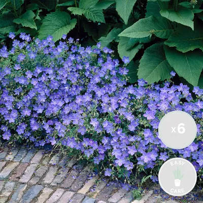 Produktbild von 6er-Set Geranium Johnson's Blue, Storchschnabel, 10-20 cm, Topf 9 cm