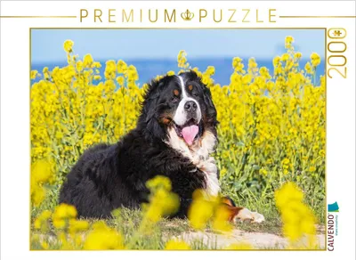 Produktbild von CALVENDO Puzzle Berner Sennenhund auf dem Weg durch die Rapsfelder | 2000 Teile Lege-Größe 90x67cm Foto-Puzzle für glückliche Stunden