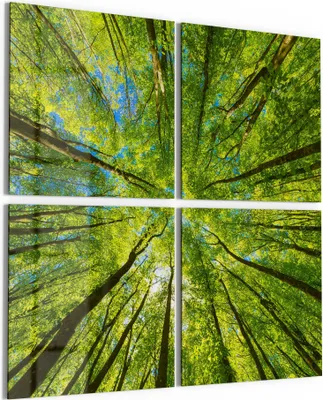 Produktbild von DEQORI Glasbild Echtglas 4x50x50 cm 'Blick durch Baumkronen' Wandbilder XXL groß