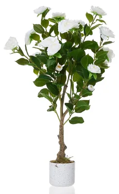 Image de Arbre de camélia artificiel - Plante en pot - Hauteur : 85 cm - Fleurs blanches - Décoration d'intérieur pour salon et bureau - Lot de 2