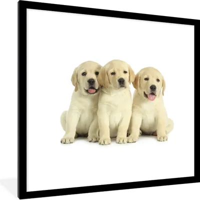Produktbild von MuchoWow® Gerahmtes Poster Bezaubernde Labrador Retriever Welpen 40x40 cm - Poster mit Schwarzem Bilderrahmen Wandposter Rahmen Foto Bilder - Poster - Plakat im Rahmen