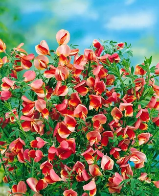 Produktbild von Cytisus scoparius 'Burkwoodii', Besenginster, rot-gelb, 40–60 cm