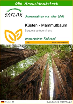 Produktbild von SAFLAX - Küsten - Mammutbaum - Sequoia sempervirens - 50 Samen - Mit keimfreiem Anzuchtsubstrat