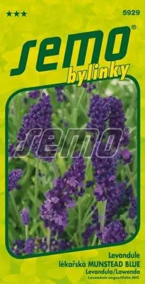 Produktbild von Samen - LAVENDEL ´MUNSTED BLUE´