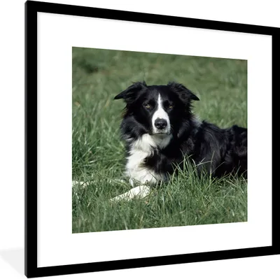 Produktbild von MuchoWow® Gerahmtes Poster Border Collie liegt im hohen grünen Gras 40x40 cm - Poster mit Schwarzem Bilderrahmen Wandposter Rahmen Foto Bilder - Poster - Plakat im Rahmen
