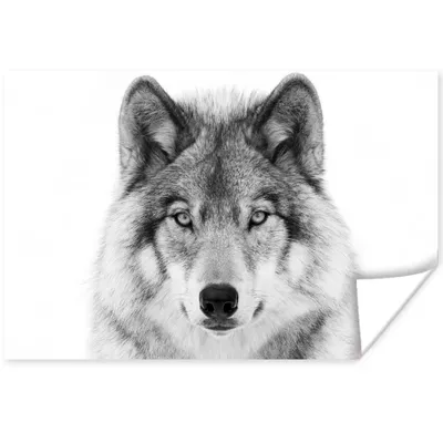 Produktbild von MuchoWow® Poster Wolf - Tiere - Porträt - Weiß 60x40 cm - Schlafzimmerdekoration