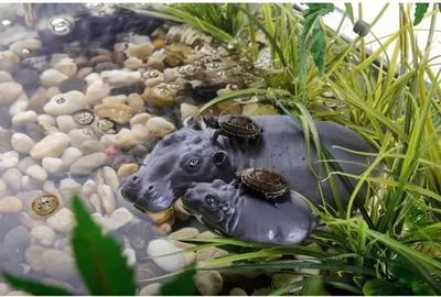 Produktbild von Exo Terra Turtle Island Reptilieninsel mit Saugnapf für Reptilien & Amphibien zum Ausruhen und Sonnenbaden