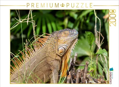 Produktbild von CALVENDO Puzzle Grüner Leguan 2000 Teile Puzzle quer | 2000 Teile Lege-Größe 90x67cm Foto-Puzzle für glückliche Stunden