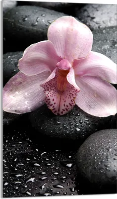 Produktbild von Glasschneidebrett 30x52 Orchidee