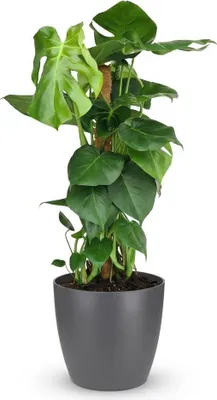 Produktbild von Monstera Deliciosa am Moosstab 90cm Fensterblatt Zimmerpflanze im Übertopf Ø19cm
