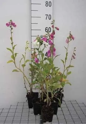 Produktbild von 6 x Digitalis purp. 'Gloxiniiflora' - Fingerhut - Topf 9 x 9 cm