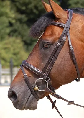 Zdjęcie produktu dla Kentucky Horsewear Cooler Rug PROtherm