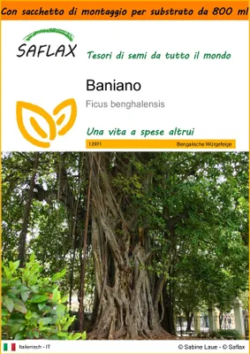 Immagine prodotto di SAFLAX Garden in the bag - Baniano - 20 semi - Ficus