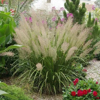 Produktbild von 12 Pflanzen Diamantgras, Calamagrostis brachytricha, P9 Topf