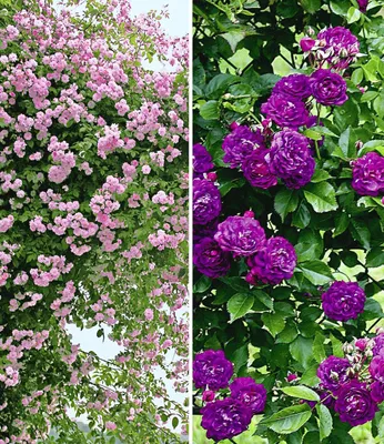 Produktbild von BALDUR Garten 2er Rambler-Rosen-Kollektion blau und rosa, Pflanzen wurzelballiert, Kletterrose winterhart, mehrjährige Kletterpflanzen, duftend, blühend, schnell wachsend, Rosa Hybride, Schlingrosen