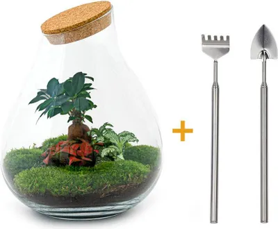 Image de Diy Terrarium - Drop Xl Bonsai -↕ 37 Cm