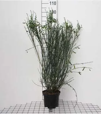 Obrázek produktu pro Cytisus (s) 'Goldfinch' - Ginster Goldfinch 40- 60 cm Kontejner