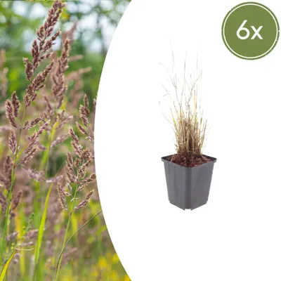 Produktbild von Calamagrostis brachytricha | 6 Stück - 10-25cm - Ø9cm - Gartenpflanze