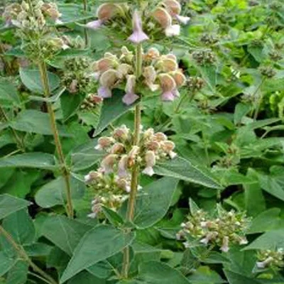 Image de 6 x Brandkraut - Phlomis samia | Pot 9cm x 9cm