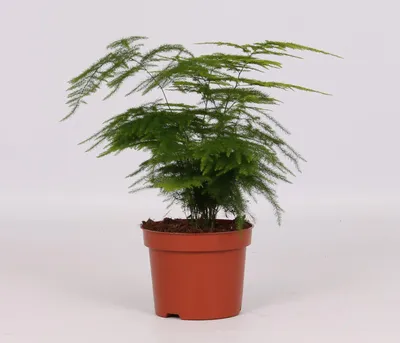 Produktbild von Asparagus Setaceus - 28cm - Ø12cm - Zimmerpflanze - Immergrün