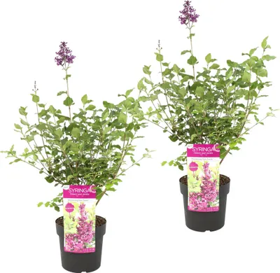 Zdjęcie produktu dla Bloomique - Syringa Bloomerang Dark Purple - Liliowy - Kwitnący na fioletowo - Rośliny ogrodowe - Odporne na zimę - Wysokość 40-50 cm - Doniczka 19 cm