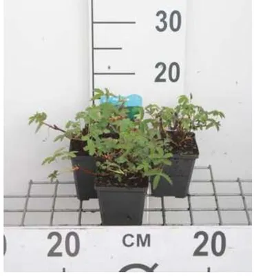 Obrázek produktu pro 6 x Potentilla palustris - mochna bahenní - květináč 9 x 9 cm