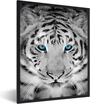 Produktbild von MuchoWow® Gerahmtes Poster Tiger - Winter - Tiere 60x80 cm - Poster mit Schwarzem Bilderrahmen Wandposter Rahmen Foto Bilder - Premium - Wanddeko Wohnzimmer
