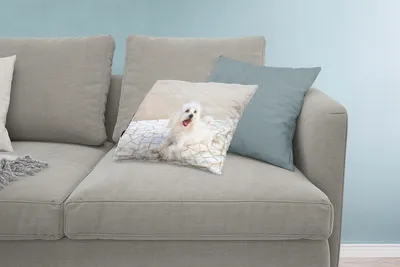 Produktbild von MuchoWow® Zierkissen Sofakissen Wohnzimmer Dekokissen 60x40 cm Ein Malteser Hund liegt auf einem Weg - Kopfkissen - Polster mit Foto