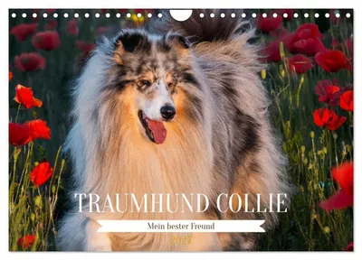 Produktbild von Traumhund Collie - Mein bester Freund (Wandkalender 2027 DIN A4 quer), CALVENDO Monatskalender