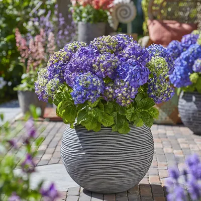 Produktbild von Green boutiQ - Gartenpflanze - Hydrangea Endless Summer Summer Love Purple - Hortensie - Frostbeständig - Lila - 8 Pflanzen - Topf 14 cm - Höhe 20-25 cm