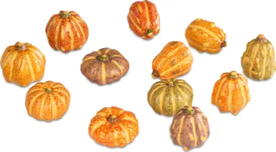 Produktbild von Mini Deko Kürbis HERBSTFARBEN H. 4cm zufällige Auswahl Formano H25