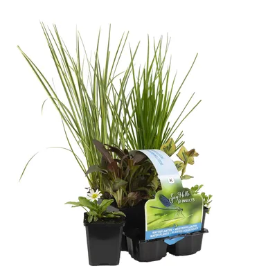 Produktbild von Bloomique - 6er Set - Insektenfreundliche Teichpflanzen - Wasserpflanzen Miniteich - Zone 1 & 2 - Winterhart - Höhe 15-25 cm - Topf 9 cm