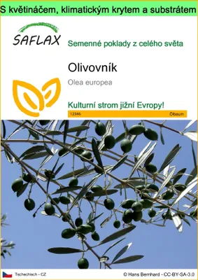 Obrázek produktu pro SAFLAX Garden to go - olivovník - Olea europea - 20 Semena - S květináčem, klimatickou poklicí a pěstebním substrátem