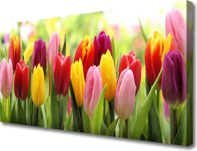 Produktbild von Tulup Leinwand-Bilder 100x50 Wandbild Canvas Kunstdruck Tulpen Pflanzen