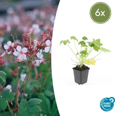Obrázek produktu pro Půdopokryvné rostliny - Geranium macrorrhizum 'Spessart' - 9cm květináč - sada 6 rostlin