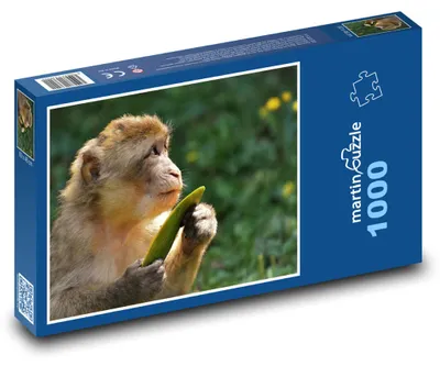 Zdjęcie produktu dla Puzzle 1000 Makak z liściem w dżungli - martinpuzzle