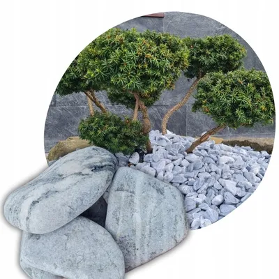Produktbild von Zierkiesel Silber-Grau 4-8 cm, 20 kg – Edler Naturstein für Garten, Beete & Gabionen – Dekosteine