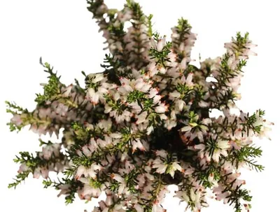 Obrázok produktu pre Erica carnea Kathy Zimný vres/vres vždyzelený a mrazuvzdorný