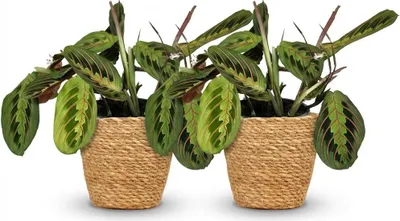 Productafbeelding van Maranta Fascinator Tricolour Gebetsblatt 2er set kamerplant in mand Ø12cm