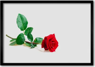 Produktbild von Bild 70x50 MDF-Rahmen Wandkunst Rose Blume Pflanze Natur