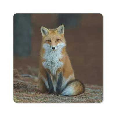 Produktbild von MuchoWow® Mauspad Mousepad Fuchs - Makro - Rot 20x20 cm - Mousepads - Maus Mat - Pad - Mausunterlage - Desk Mat - Bureauartikeln